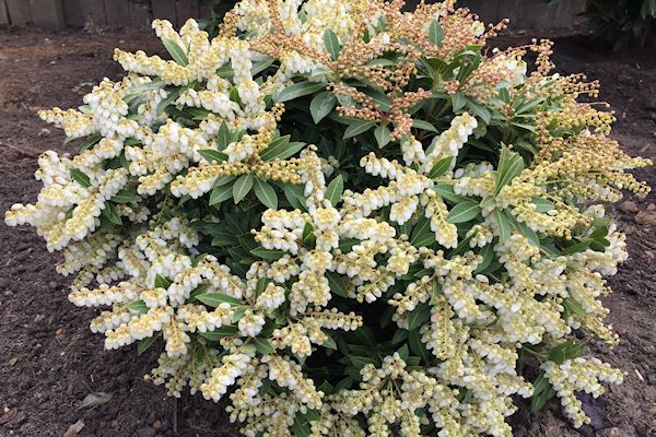 8 Best Potential Plants For Hedge In Backyard Images Plants