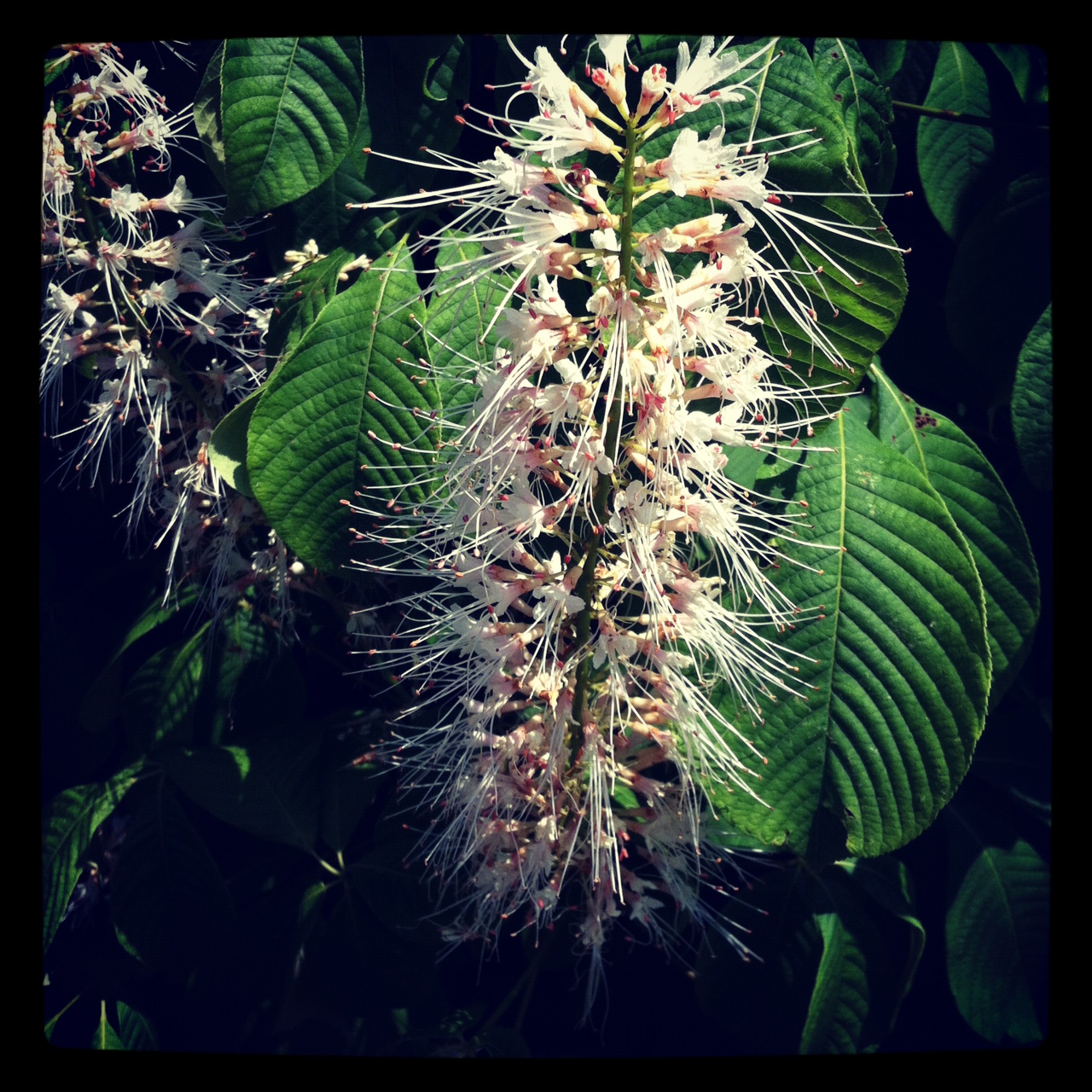 Biodiverse Gardens April 2019