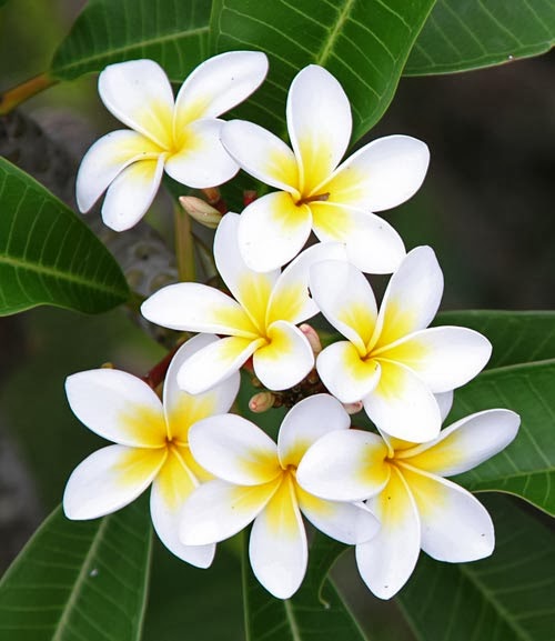 อัลบั้ม 102+ ภาพพื้นหลัง การ ดูแล รักษา ต้น ลีลา วดี ความละเอียด 2k, 4k