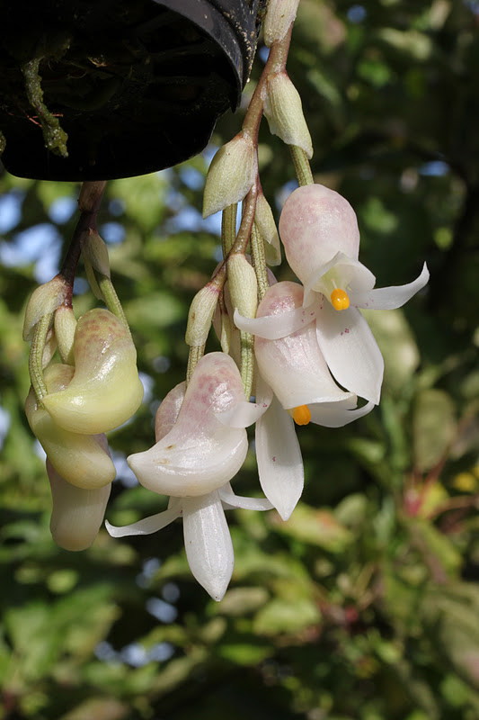 Stanhopea et cie Schlimmia condorana Dodson 1989