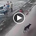 Kejadian Dahsyat Yang Dialami Oleh Netizen!! Tengok Anjing Di Sebelah.. Anjing Tu Lari Jugak!!!