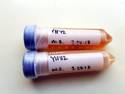 Samples of two lactic acid yeast strains from Wild Pitch!