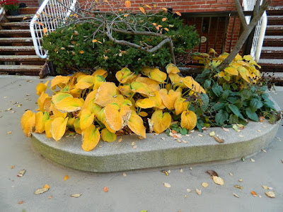 Toronto Garden District Fall Cleanup Before by Paul Jung Gardening Services--a Toronto Organic Gardening Company Toronto Garden District Fall Cleanup Before by Paul Jung Gardening Services--a Toronto Organic Gardening Company