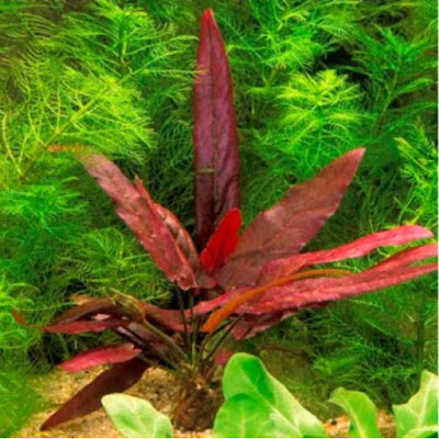 Barclaya Longifolia Barclaya Longifolia