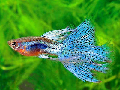 Makanan terbaik ikan guppy yang mudah di cari Gambar ikan guppy sedang mencari makanan