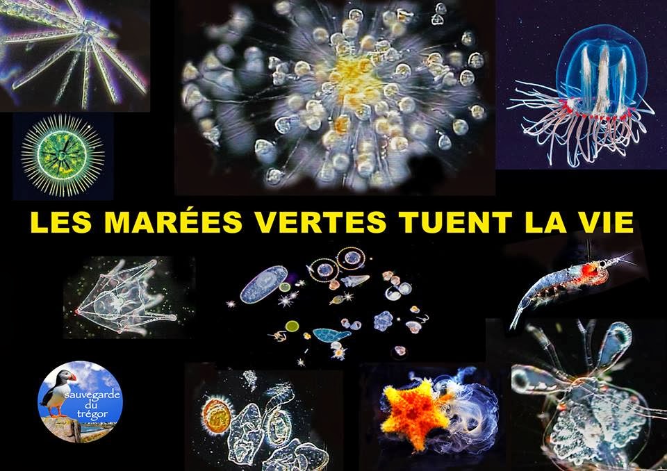 Les marées vertes tuent la vie