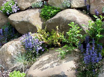 Talking to Plants: Planting a Rock Wall Face