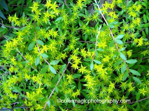 Flowering gold moss-Sedum sarmentosum