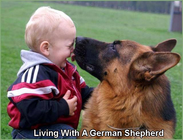 Living With A German Shepherd Living With A German Shepherd