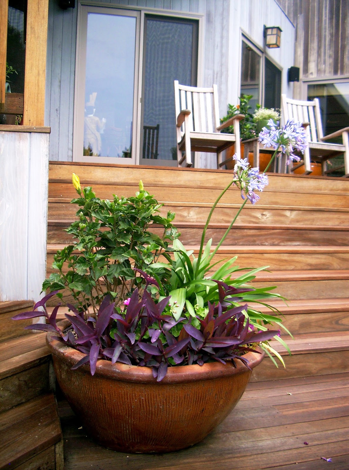 agapanthus wok pot ©linda nelson 2014
