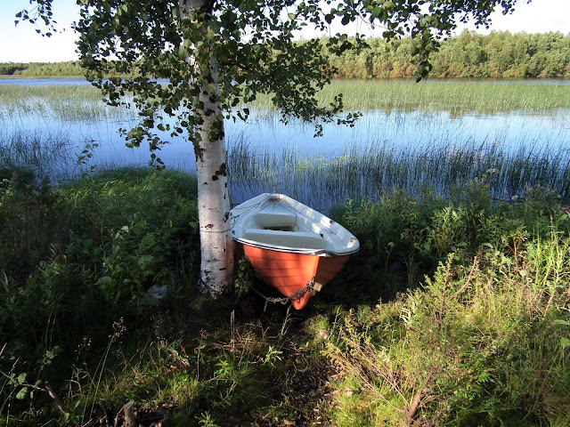 vene, oranssi, kesä, ranta, Tervon ranta, koivu, kaislikko