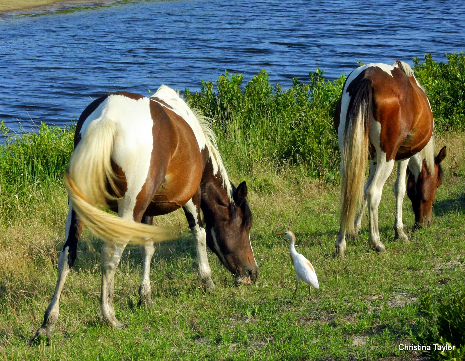 Glorious Creations A bird and his horse friends
