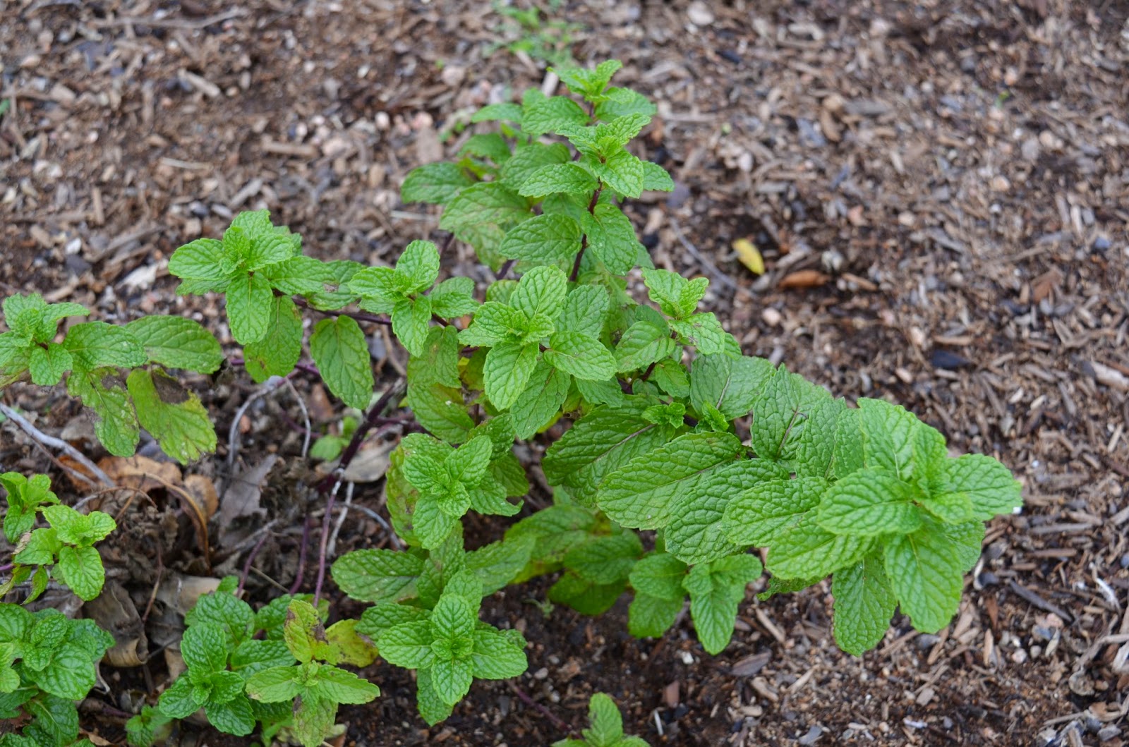 Rebecca's Texas Garden Garden Fresh Herbal Tea
