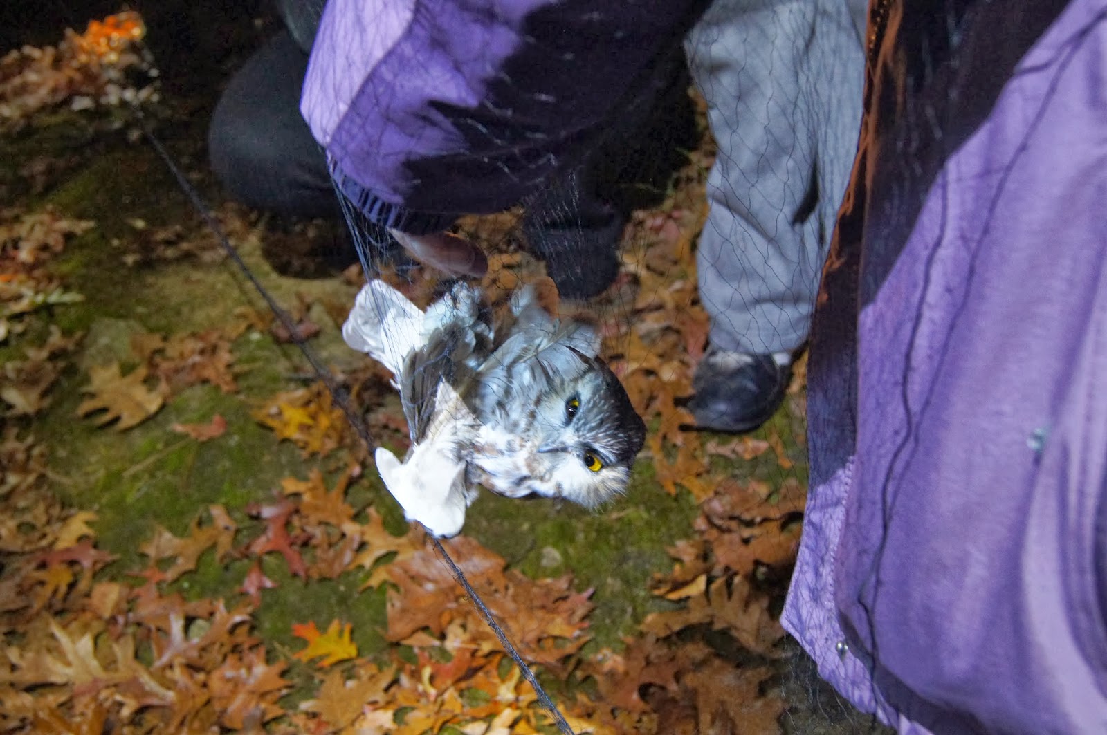 Things with Wings: A Visit to Project Owlnet
