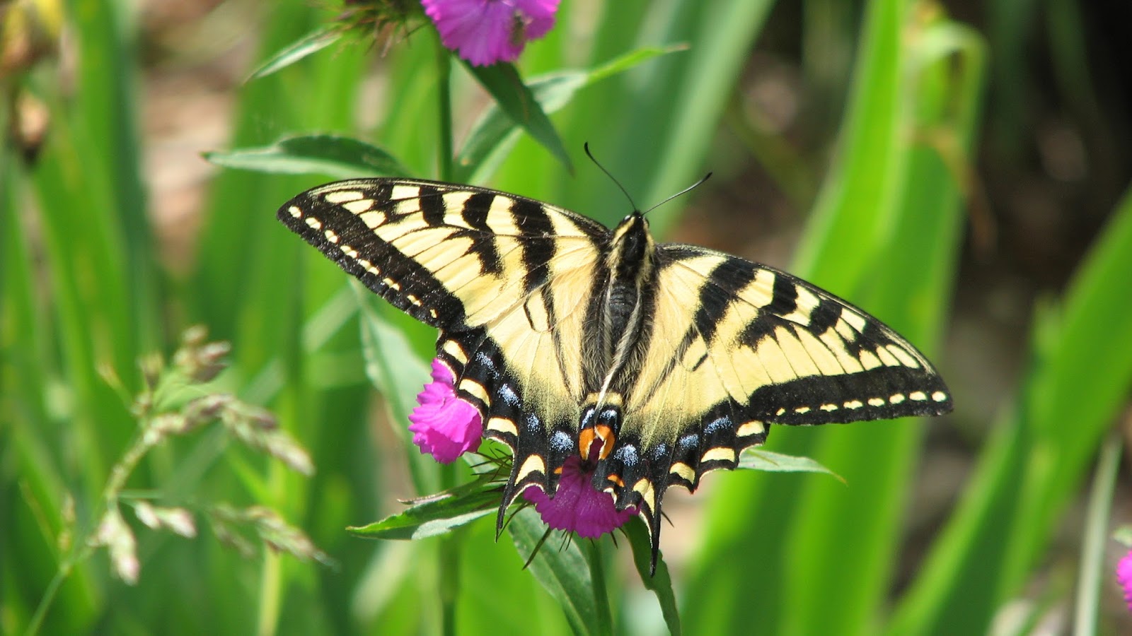 Canadian Tiger Swallowtail Butterfly photos | South Burlington, Vermont