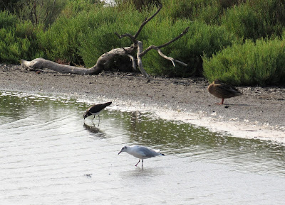 Aves en la Camarga