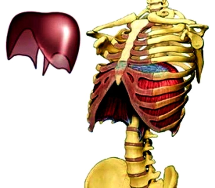 Riccardo Dapretto Personal Trainer Il DIAFRAMMA TORACICO, il muscolo