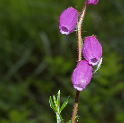Flores rosas del brezo cantábrico (Daboecia cantabrica)