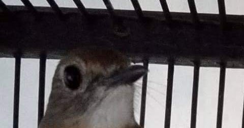 Tips Atau Cara Perawatan Burung Sikatan Rimba Dada Coklat Atau