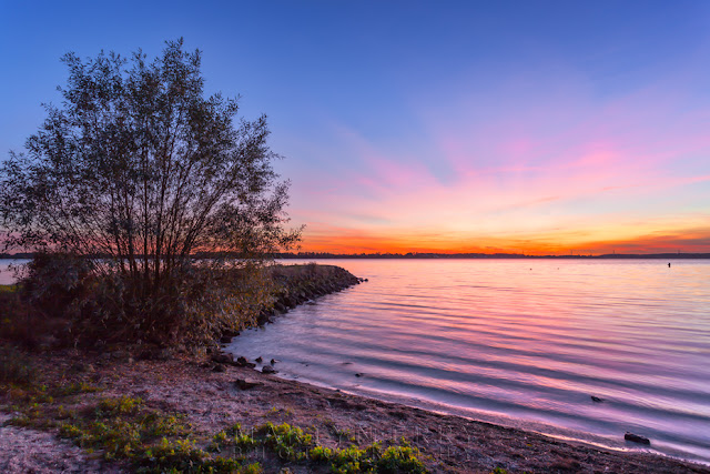 Grafham Water shoreline and tree at sunset The reservoir at Grafham Water ripples gently under the vibrant sunset sky