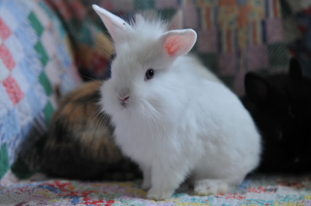 moments of perfect clarity: follow that white rabbit