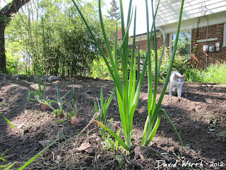 onion growing, garden, cat, how to grow onion, bulb