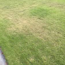 Thin Zoysia grass
