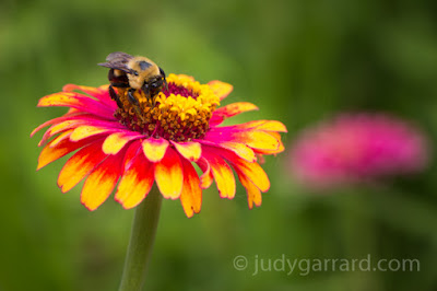 Yellow & Pink Zinnia with Bee