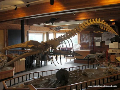 whale skeleton display at Ken Patrick Visitor Center at Point Reyes National Seashore in Olema, California