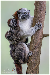 Geoffroy's Tamarins (Saguinus geoffroyi)