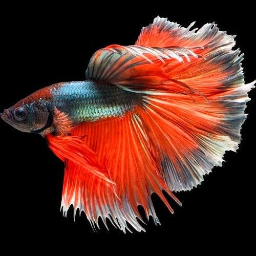 13+ Gambar Ikan Cupang Kartun Keren Rudi Gambar