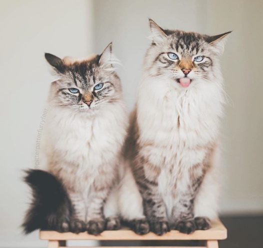 Two Siberian Cats sitting down