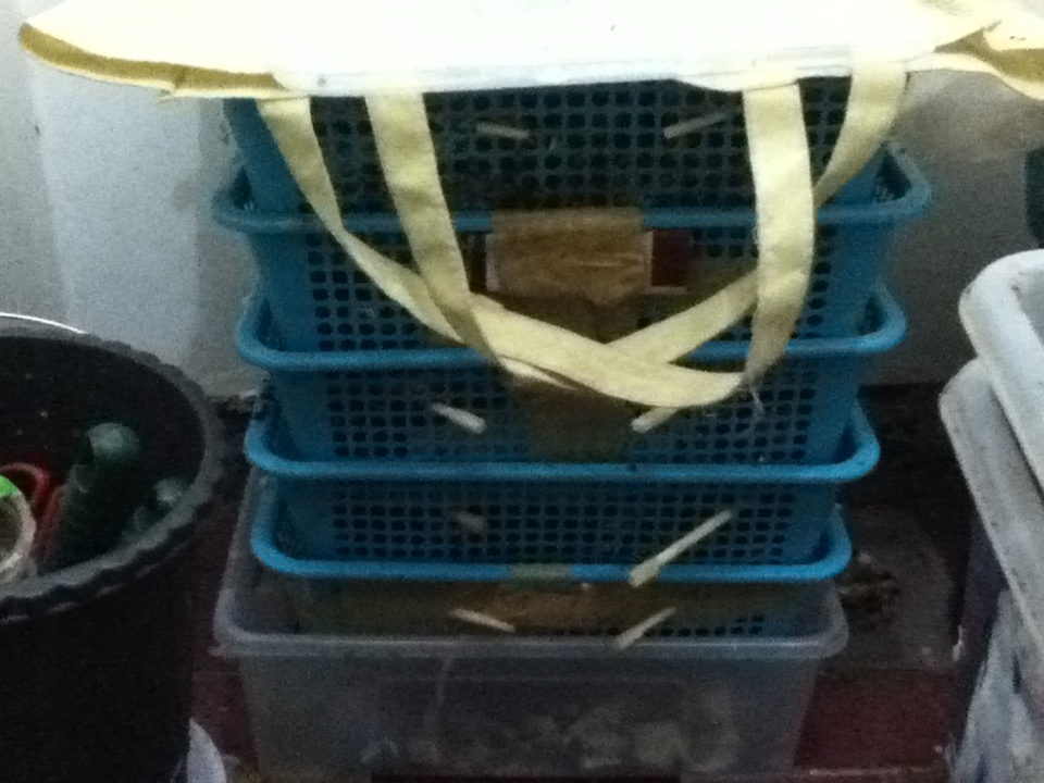 Mental Notes in the Philippines Multiple Tray Flow