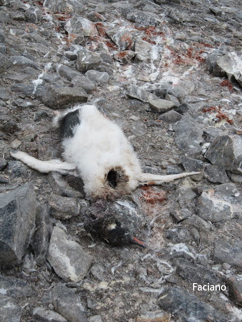 Antarctica南極,復活節島,法姿優乾洗頭乾洗髮Faciano Dry Shampoo Antarctica南極,復活節島,法姿優乾洗頭乾洗髮Faciano Dry Shampoo