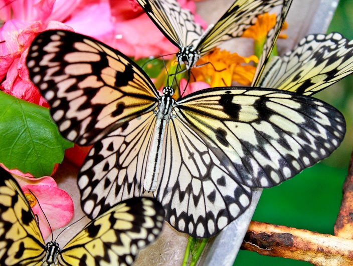 Marinduque Rising Butterfly releases and cruelty issues