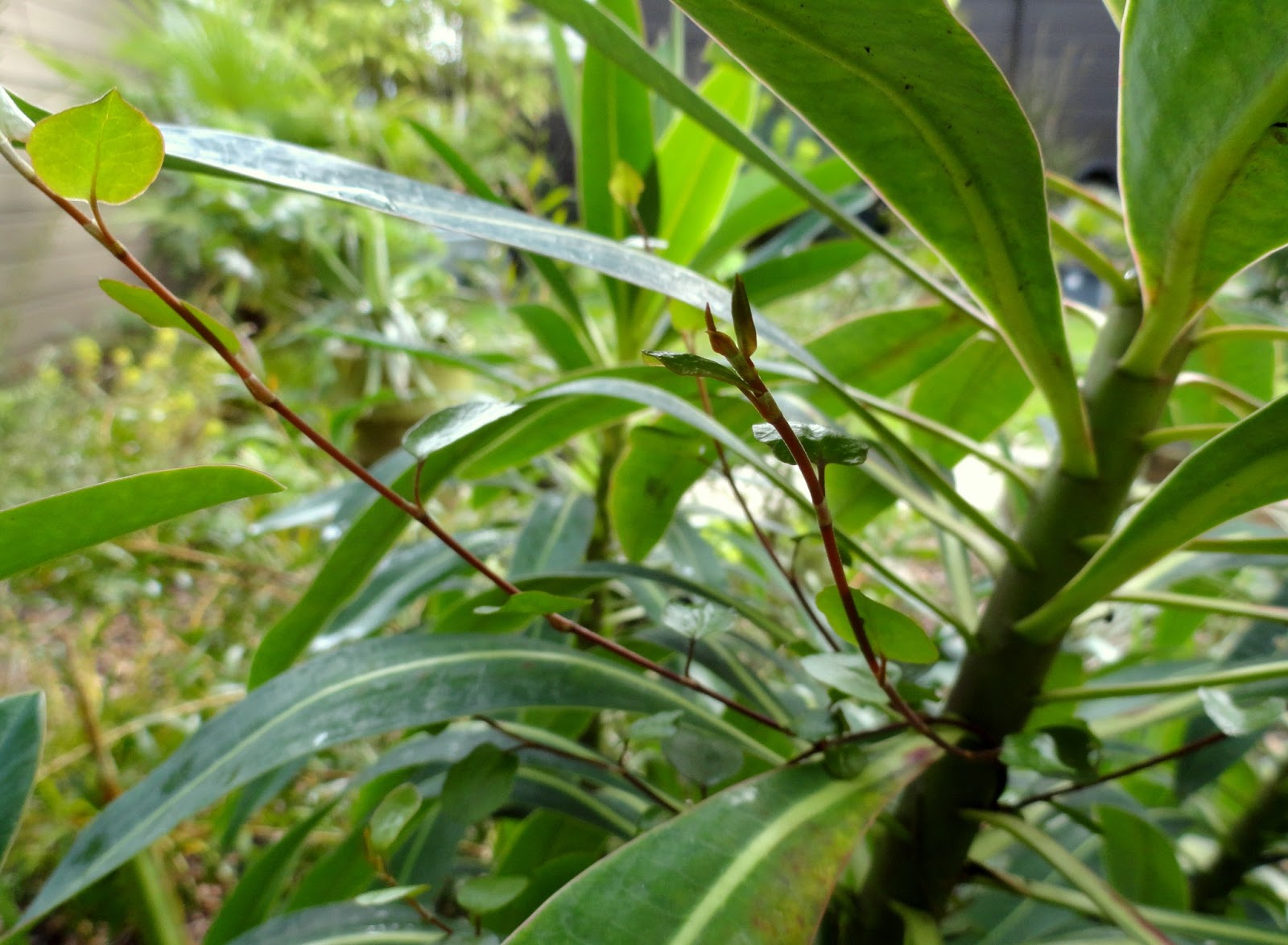 danger garden: Euphorbia stygiana; my favorite plant in the garden this ...