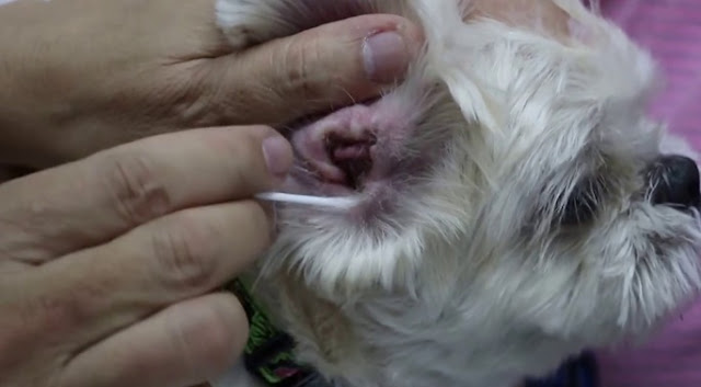 Remédio para infecção de ouvido do shih tzu