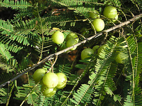 Amalaki fruit (Embelica officinalis) - also called amla or Indian gooseberry, is renowned as one of the best rejuvenating herbs in Ayurvedic medicine