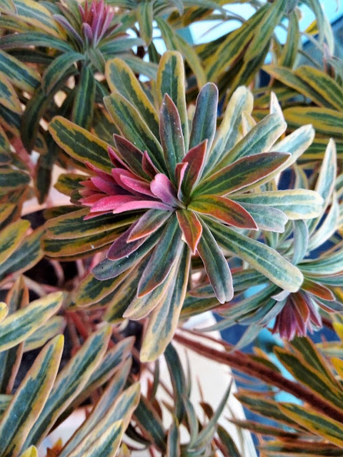Euphorbia x martinii "Ascot Rainbow".