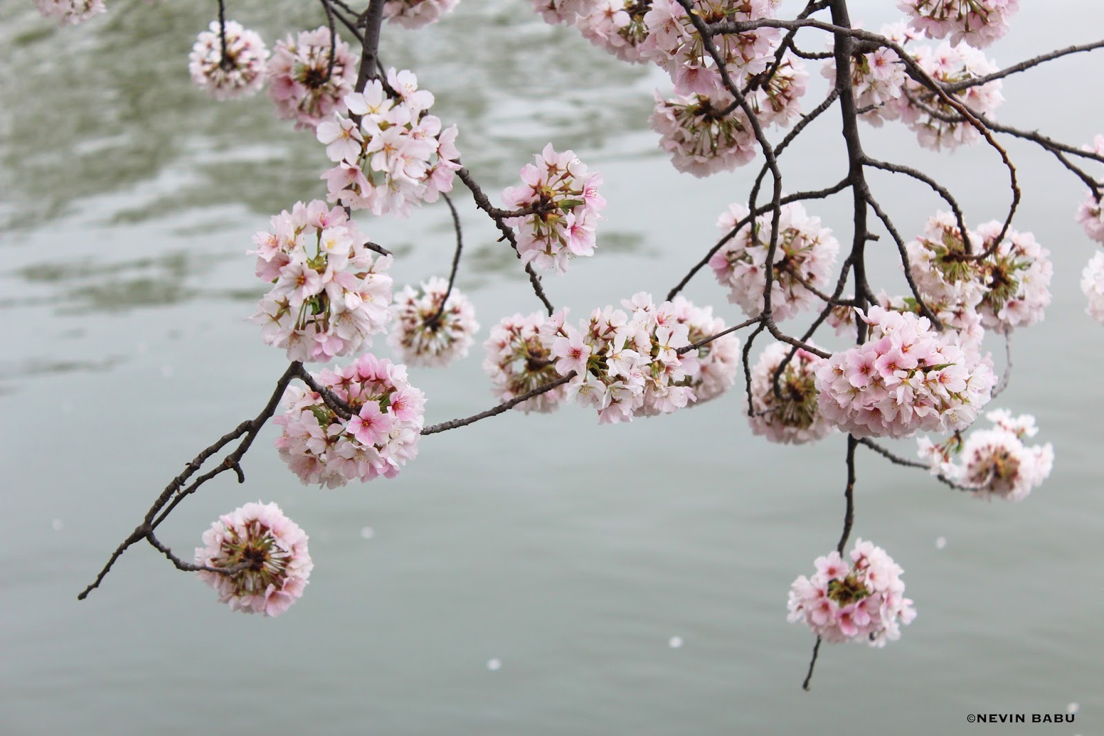 Cherry Blossoms at Tidal Basin Cherry Blossoms at Tidal Basin