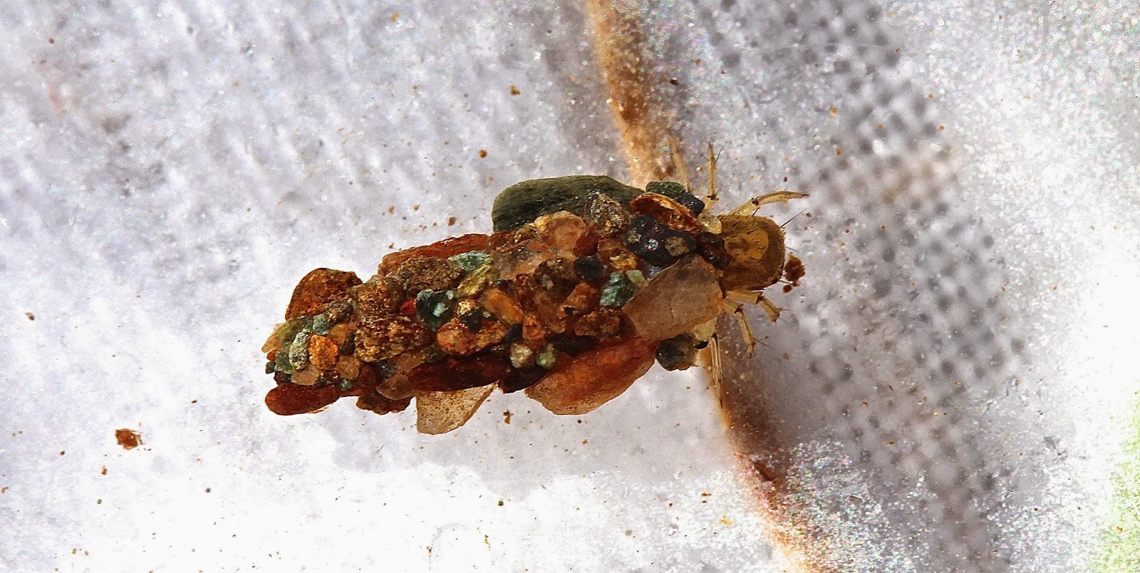 Aquatic Insects of Central Virginia: Back to the streams! The northern ...