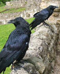 bad luck horsing around heading flies towards bird cup ravens
