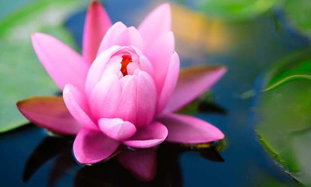 Beautiful Lotus Flower Photos 