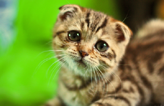 The Ways to Tell if Your Cat Is Depressed The Ways to Tell if Your Cat Is Depressed