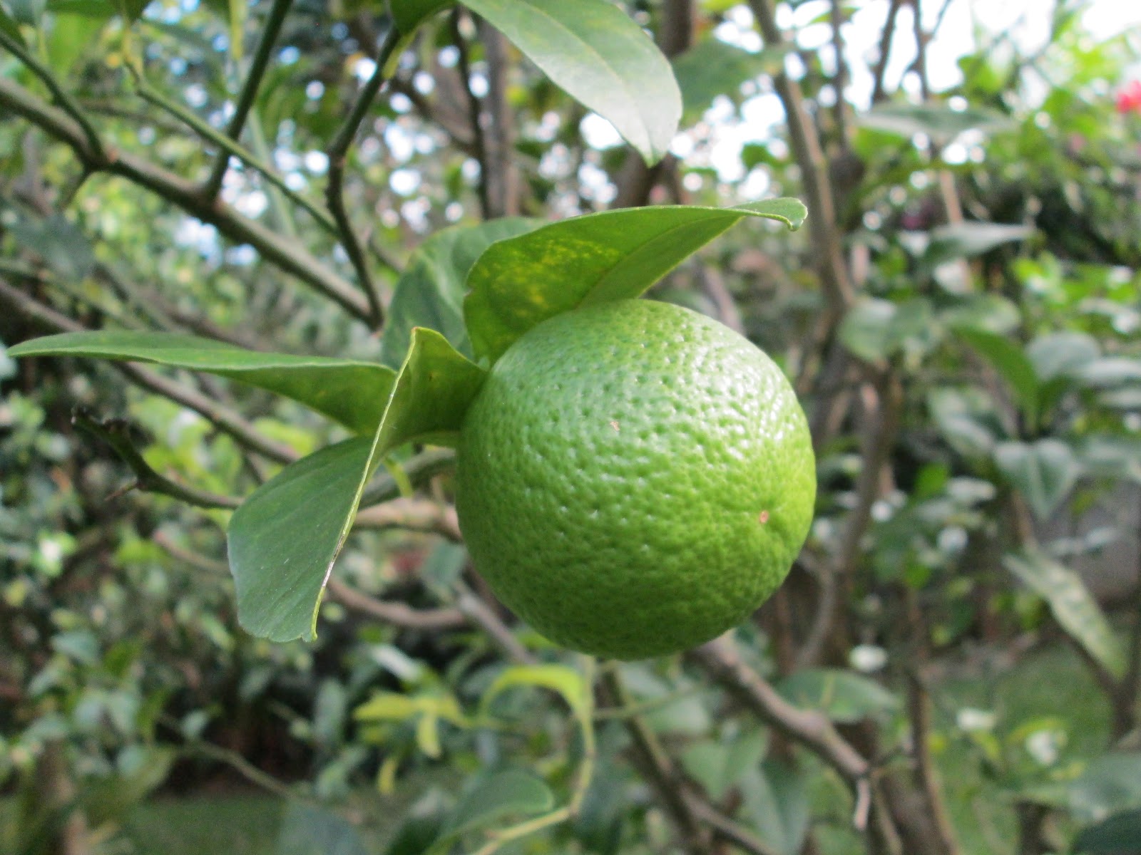 Eric and Beth's Travel Blog: Day Two in Costa Rica