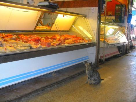 Resultado de imagen para gato mirando la carniceria