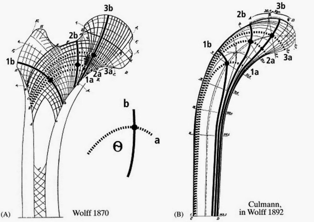 строение кости и эйфелева башня. бионика в архитектуре эйфелева башня. строение костей в архитектуре. бионика в архитектуре эйфелева башня. конструкция эйфелевой.