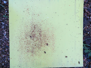 varroa mites, the bee destroyer, oxalic acid, mite eradicator