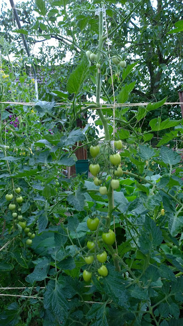 Tomaten im Juli (c) by Joachim Wenk Tomaten im Juli (c) by Joachim Wenk