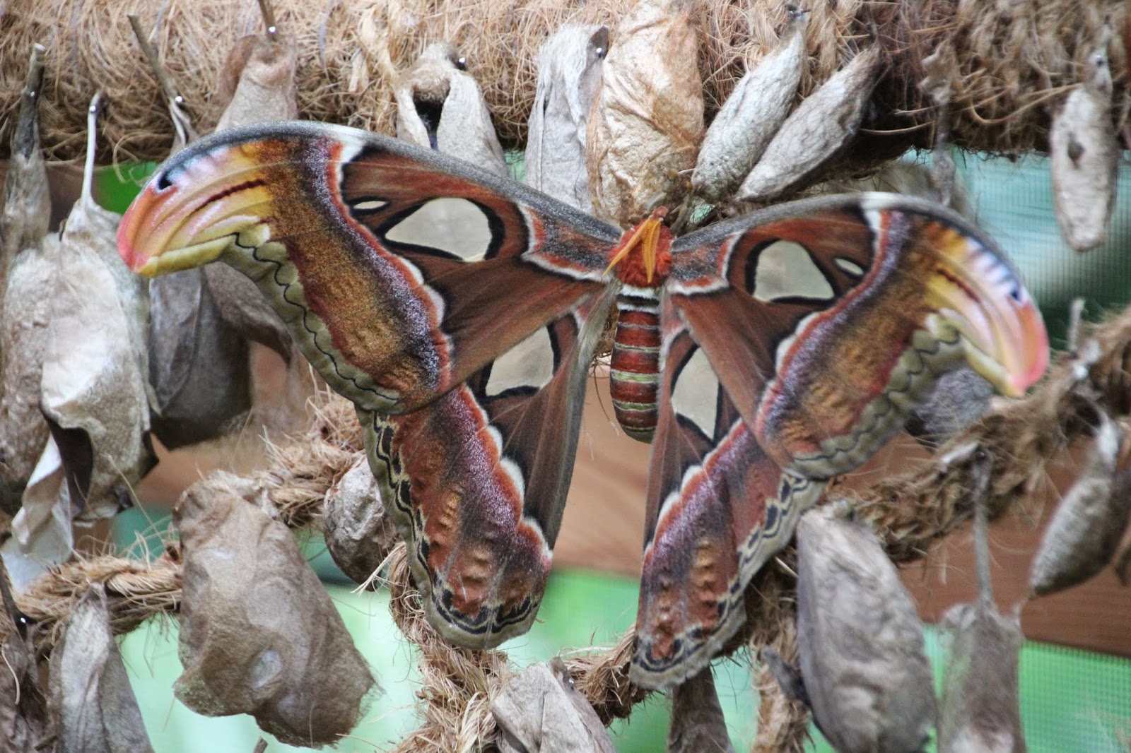 Schmetterling